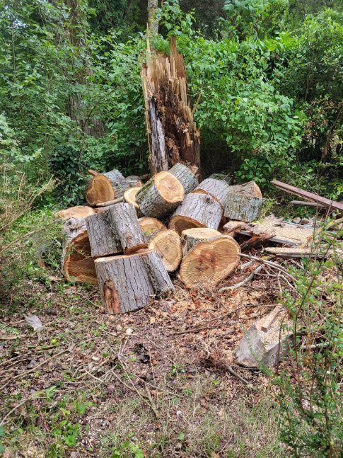 Tas de troncs d'arbres coupés