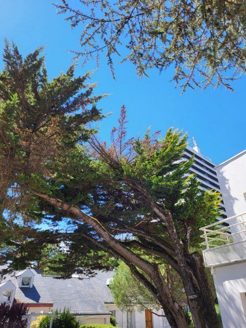 Arbres à côté d'un bâtiment blanc