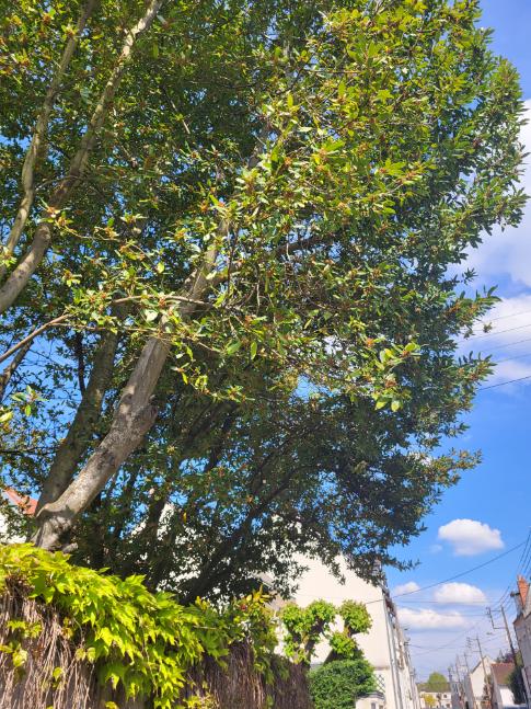 Arbres verts dans une forêt