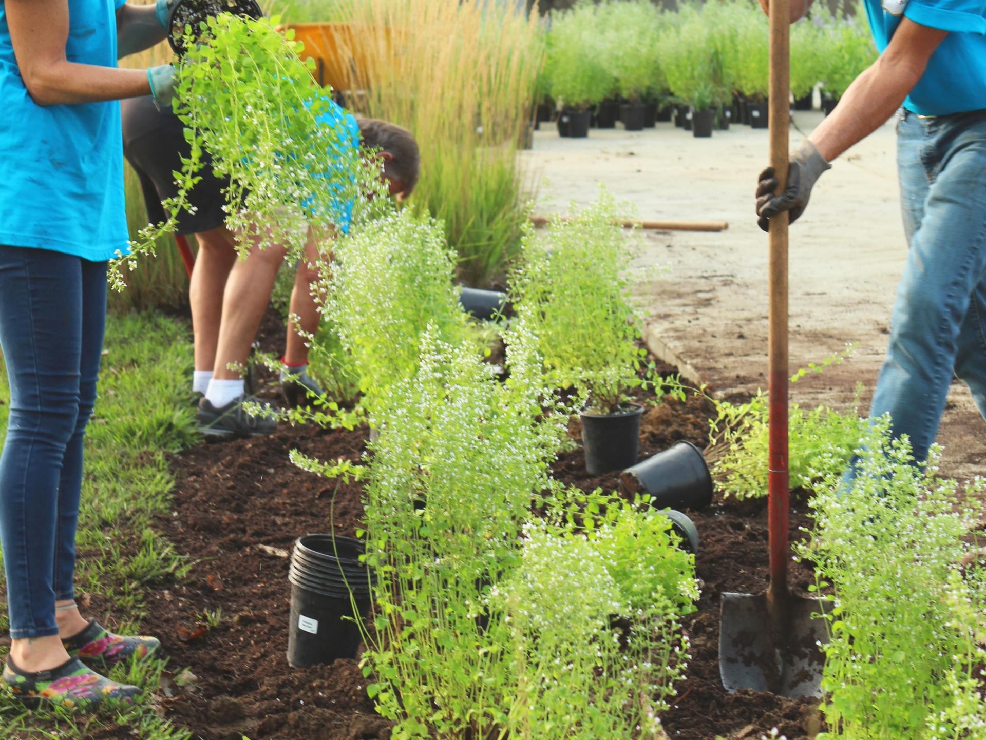 Personnes en train de réaliser des plantations