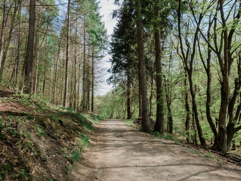 Forêt nettoyée