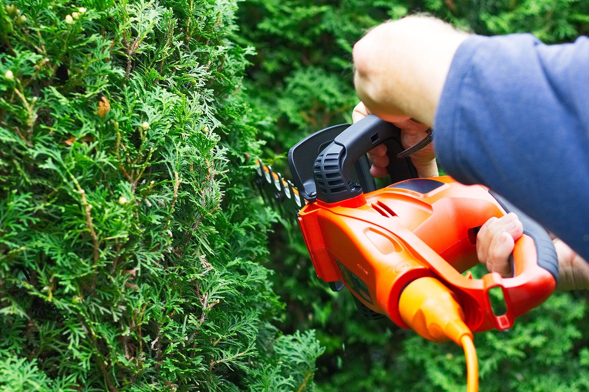 Taille de haie avec un coupe-haie électrique orange