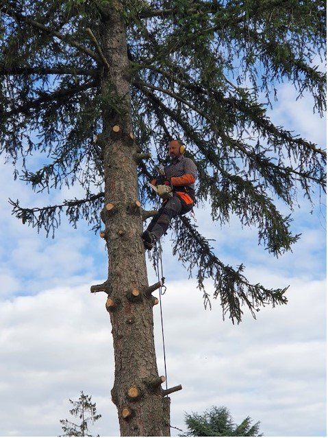 Élagueur dans un arbre avec des branches déjà coupées
