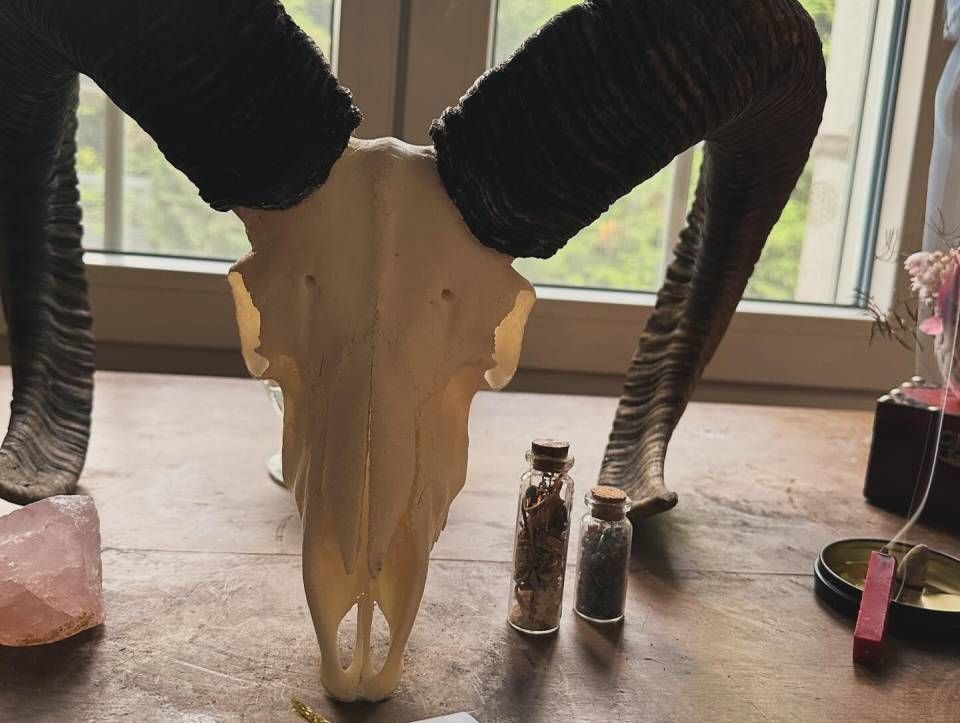 Un crâne de bélier est posé sur une table en bois