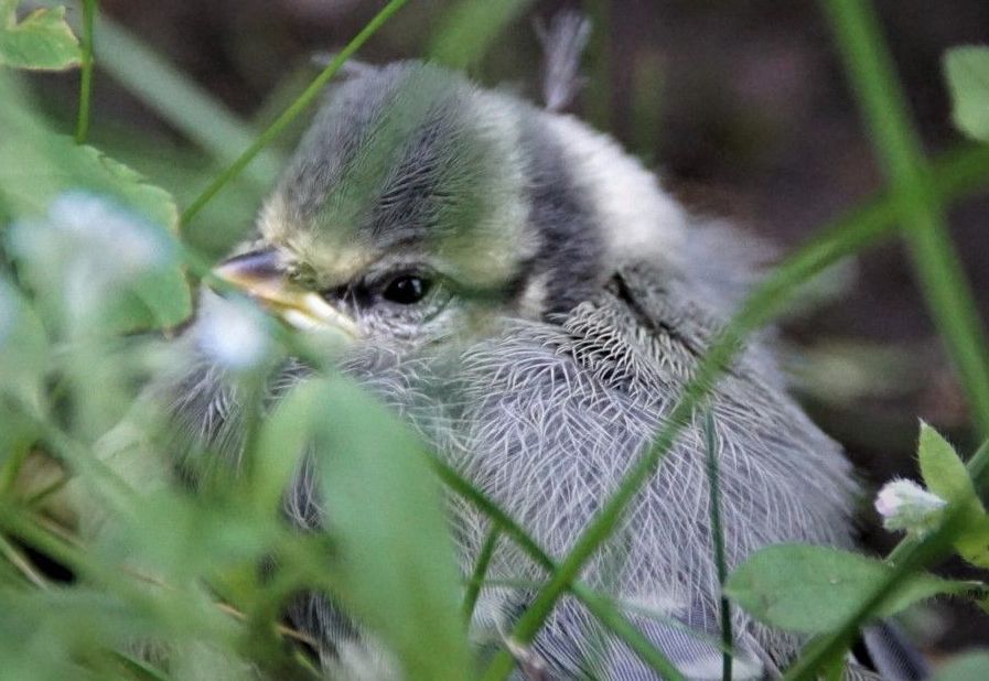 Storen-Service Peter Blattmann