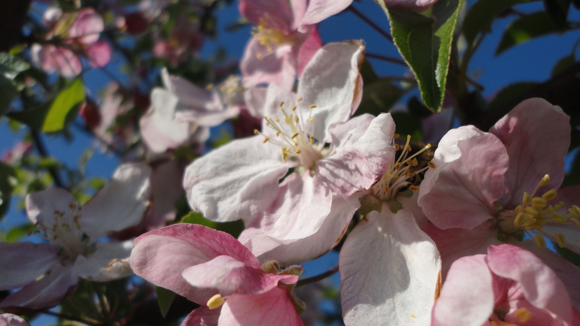 Apfelblüten - Widmer Gartenpflege und Gartenbau GmbH