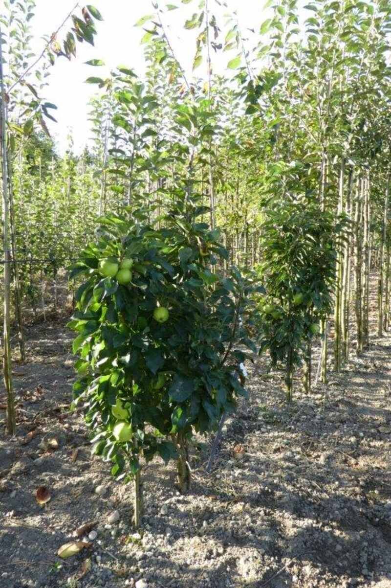 Bäume in der Baumschule Rindlisbacher Urs