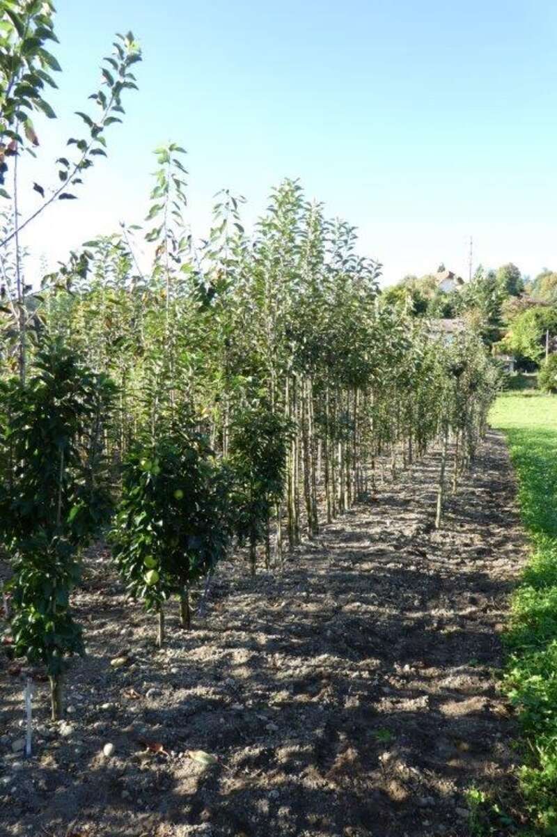 Bäume in der Baumschule Rindlisbacher Urs