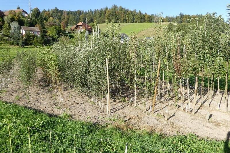 Bäume in der Baumschule Rindlisbacher Urs