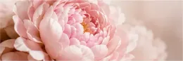 Primer plano de una peonía de color rosa pálido, con pétalos en capas y un fondo suavemente desenfocado