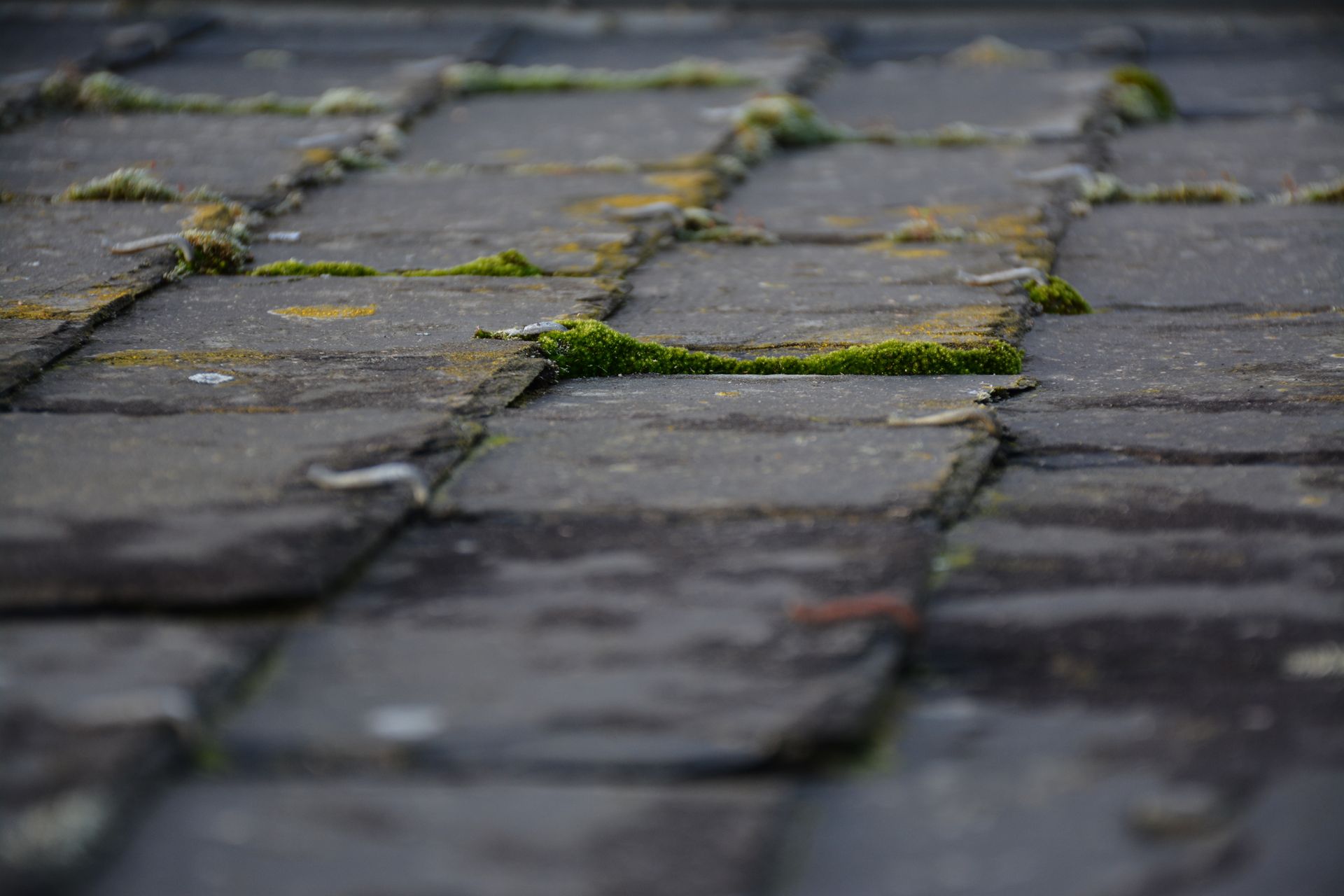 Gros plan sur des ardoises couvertes de mousse.