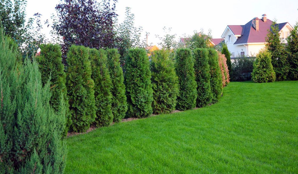Jardin avec gazon et haie de sapinette
