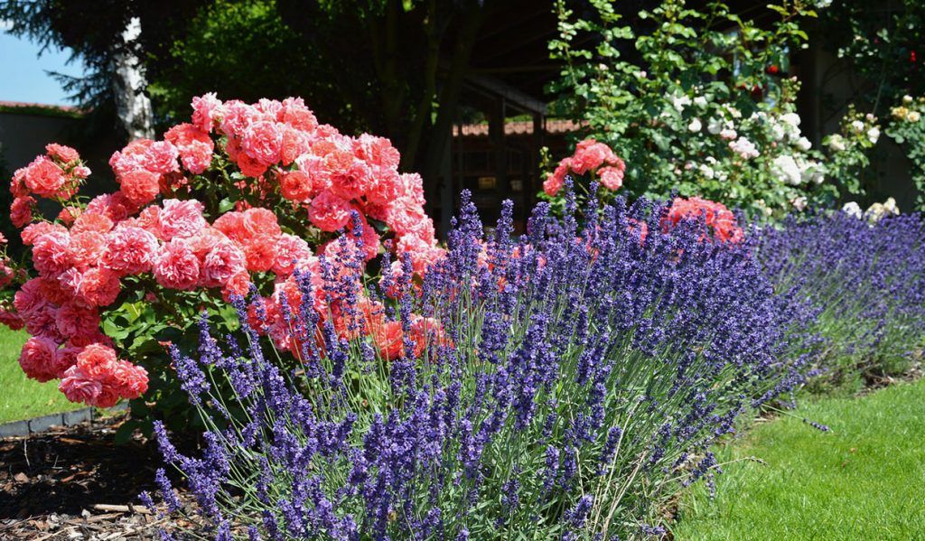 Parterre fleuri