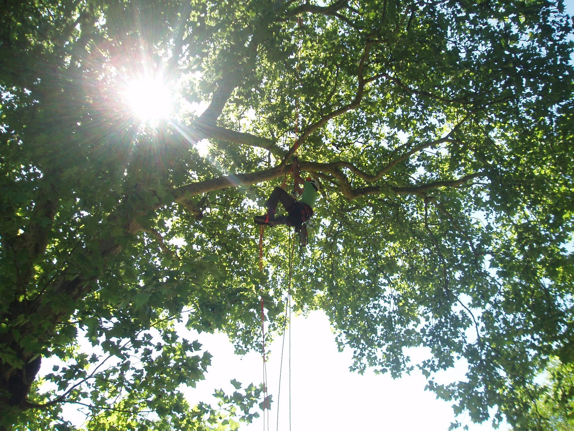 Élagage d'un arbre avec le soleil en fond
