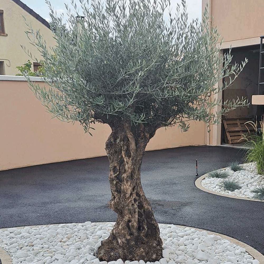 Plantation d'un olivier