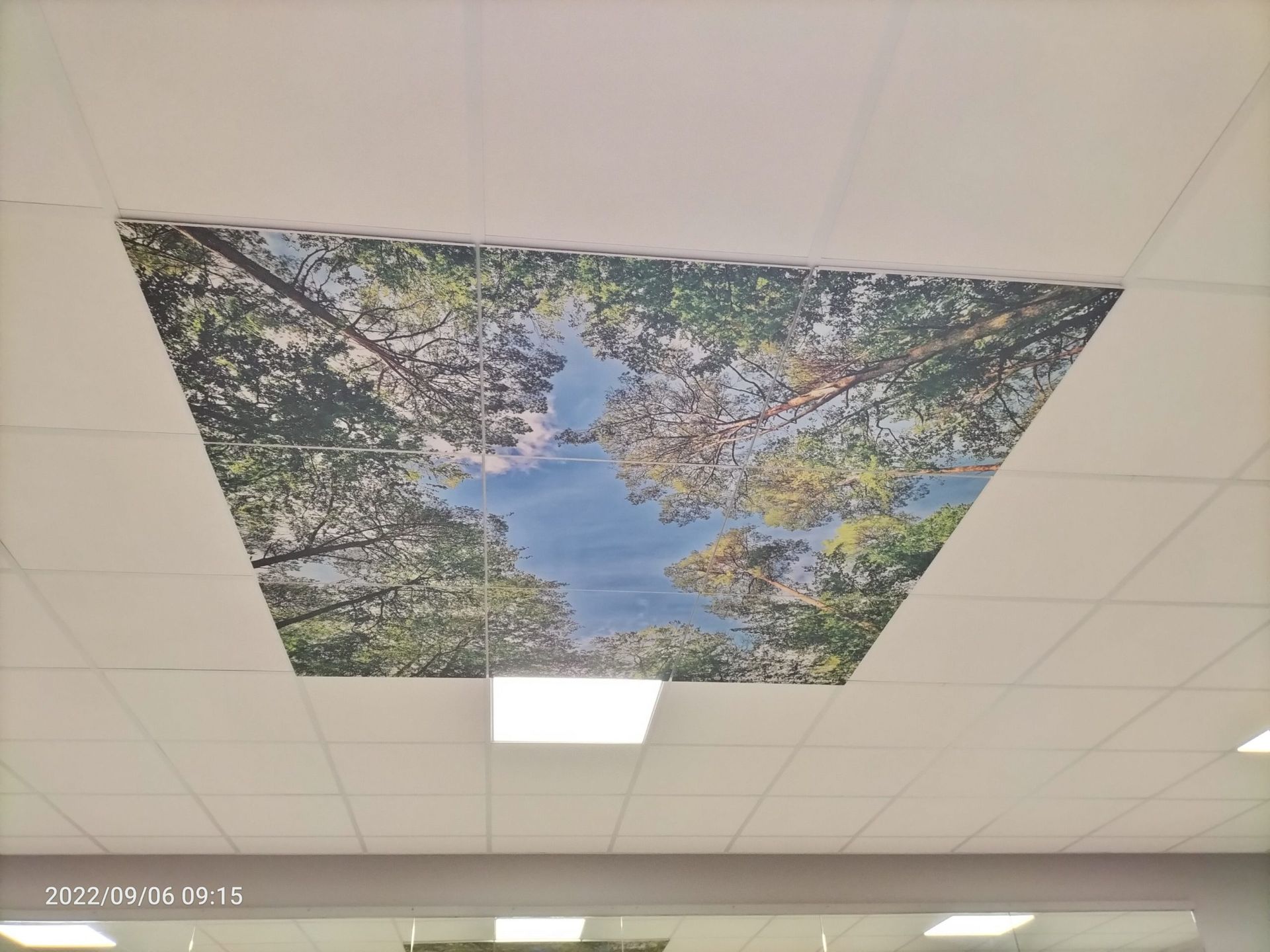 Panneau de plafond avec vue vers le ciel sur les arbres et le ciel bleu.