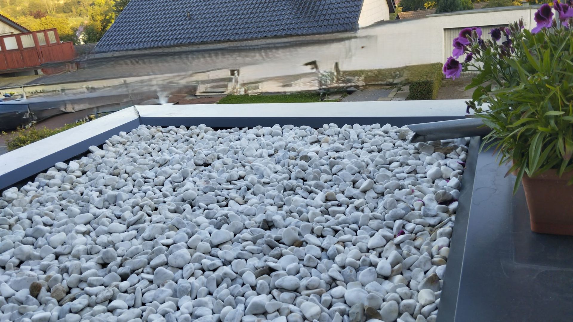 Auf einem Haufen weißen Kieses steht eine Topfpflanze.