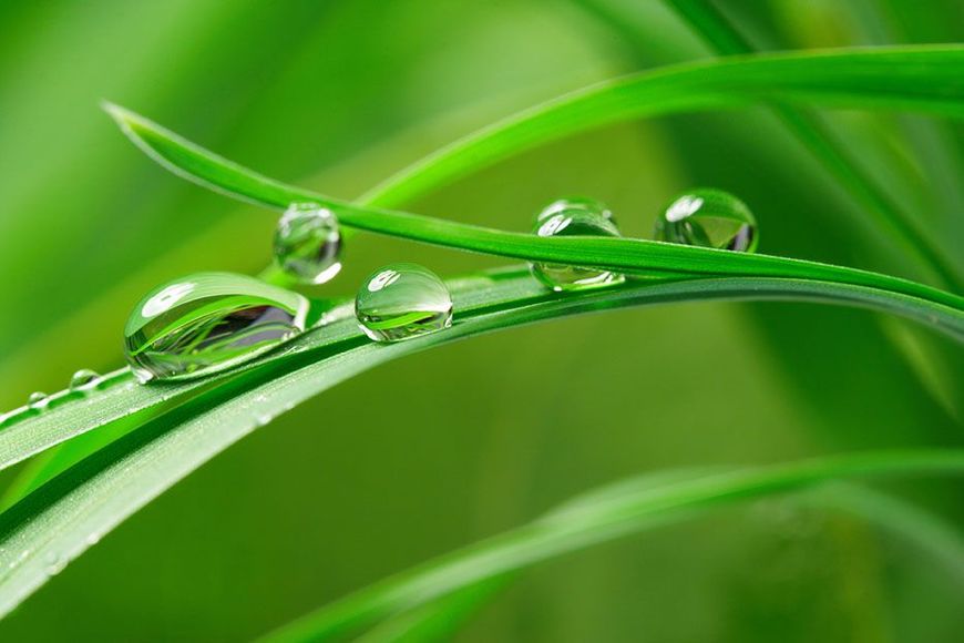 Eine Nahaufnahme von Wassertropfen auf einem grünen Blatt.