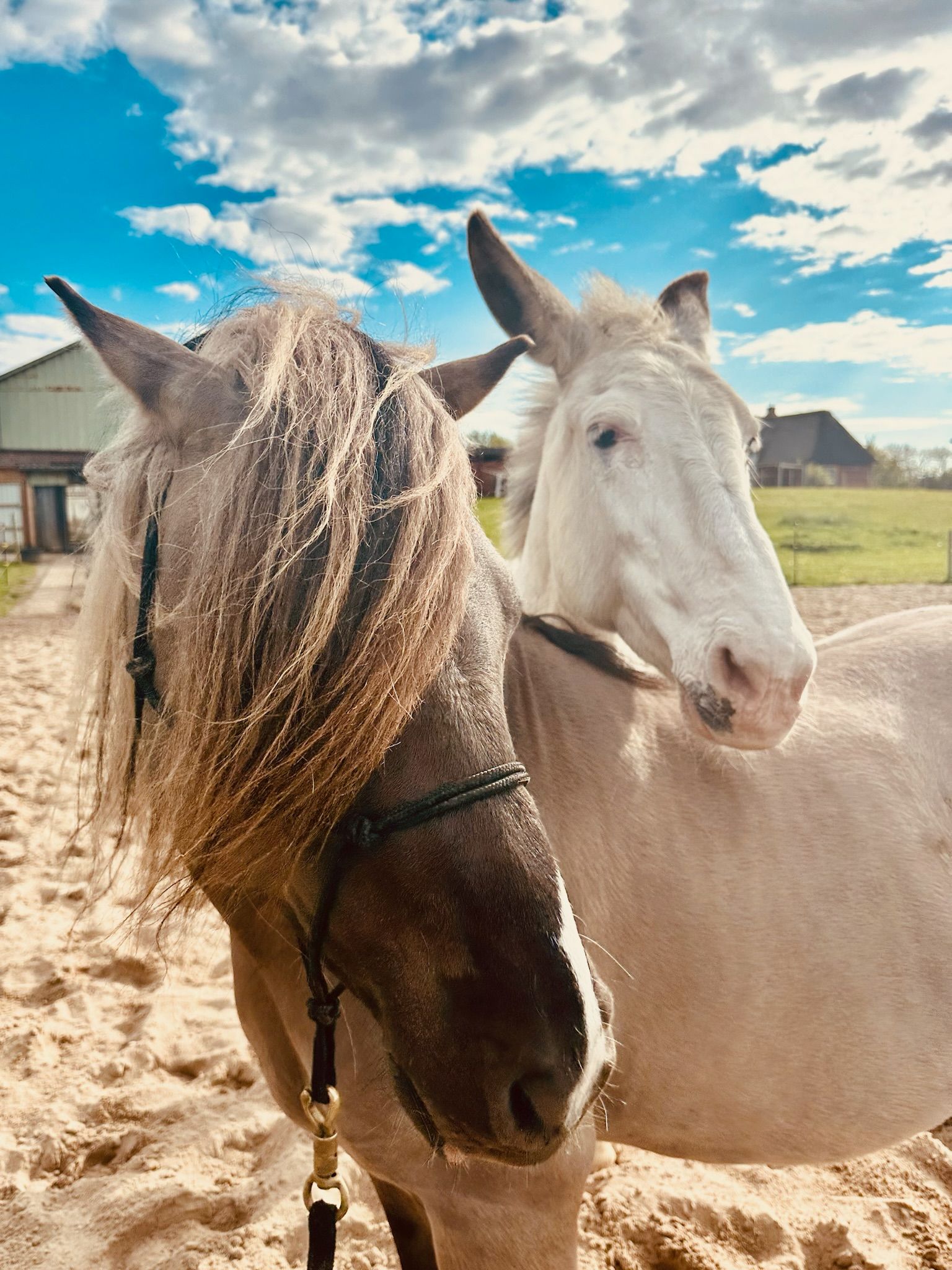 Zwei Tiere, ein braunes Pony und ein helles Maultier, stehen dicht beieinander auf einem Sandplatz vor blauem Himmel und ländlicher Kulisse – eine friedliche Szene auf dem Hof des Ferienhauses an der Nordsee.