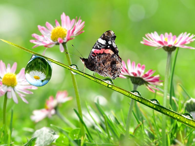 Engazonnage et fleurissement &agrave; Ch&acirc;teauroux