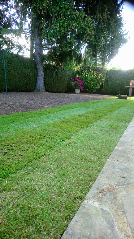 Besnard Paysages 36250 Niherne Indre Gazon plaquage (12)