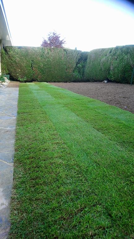 Besnard Paysages 36250 Niherne Indre Gazon plaquage (6)