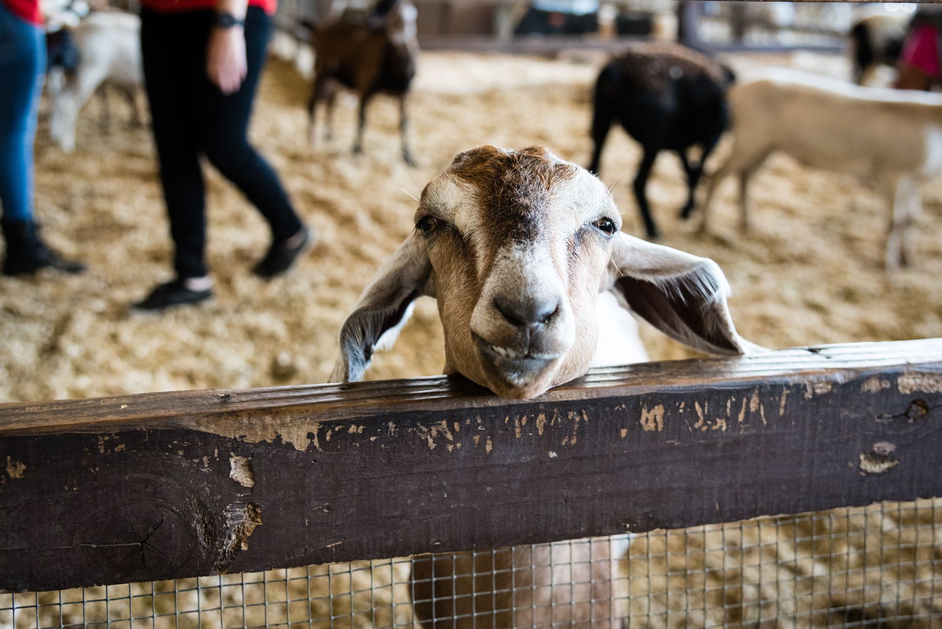 Chèvre dans un enclos, la tête posée sur la clôture