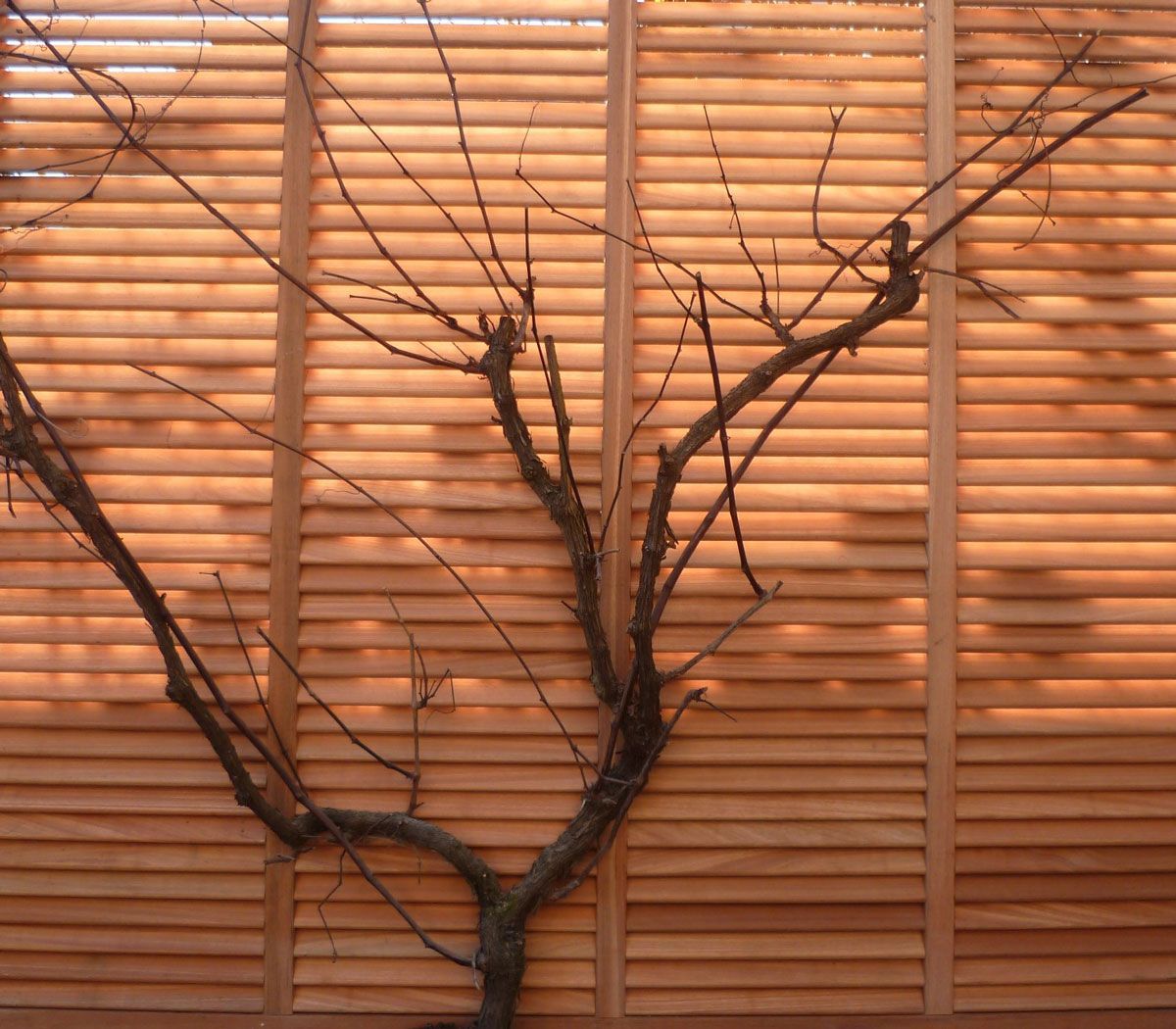 Vigne grimpante sur une plaissade en bois