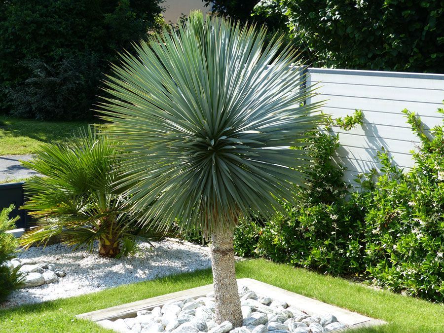 Palmier dans un jardin