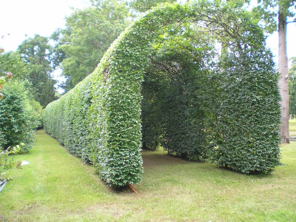 taille d'un buis en tunnel