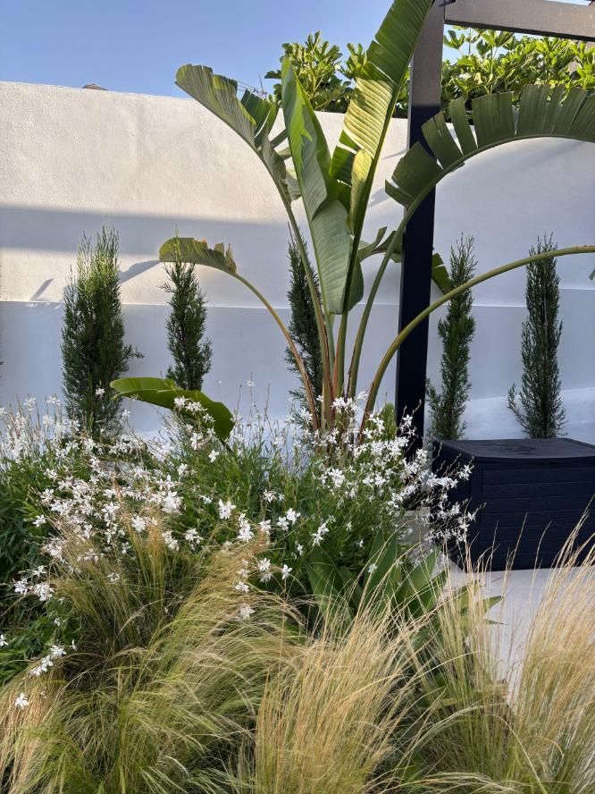 Patio moderno con plantas tropicales, hierbas altas y una pared blanca bañada por la luz del sol.