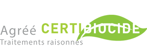 Une feuille verte.