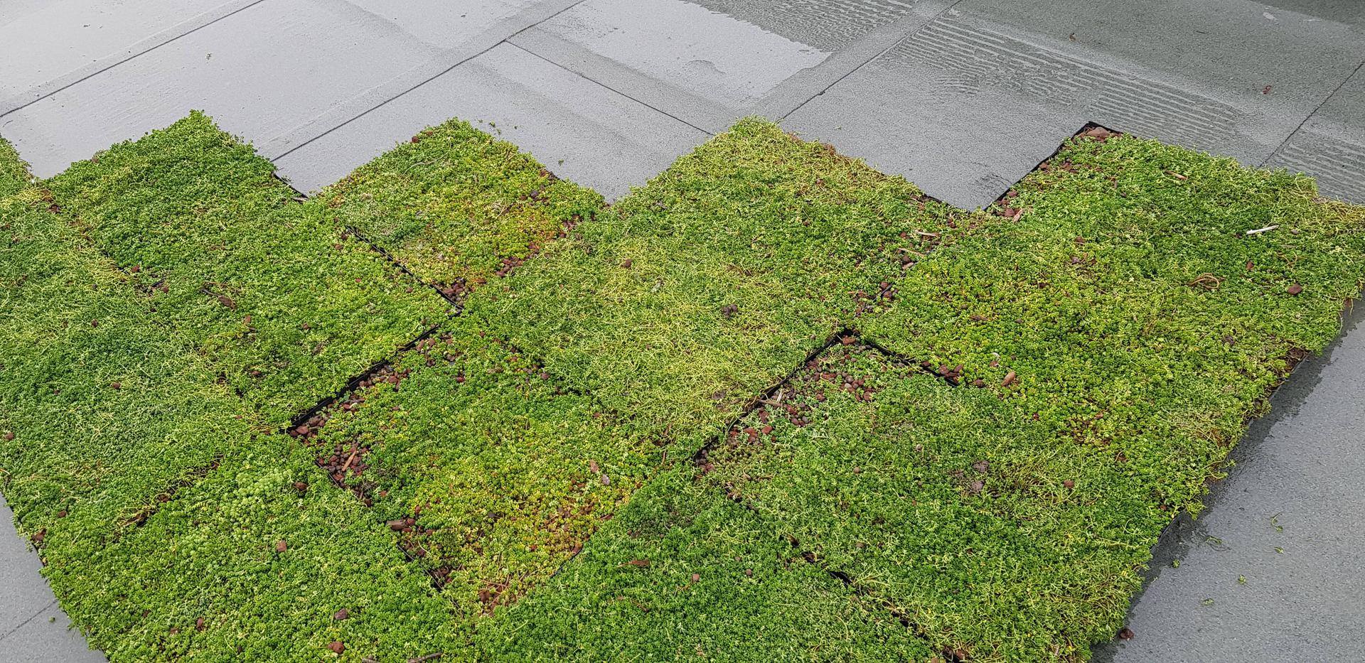 Toiture végétalisée