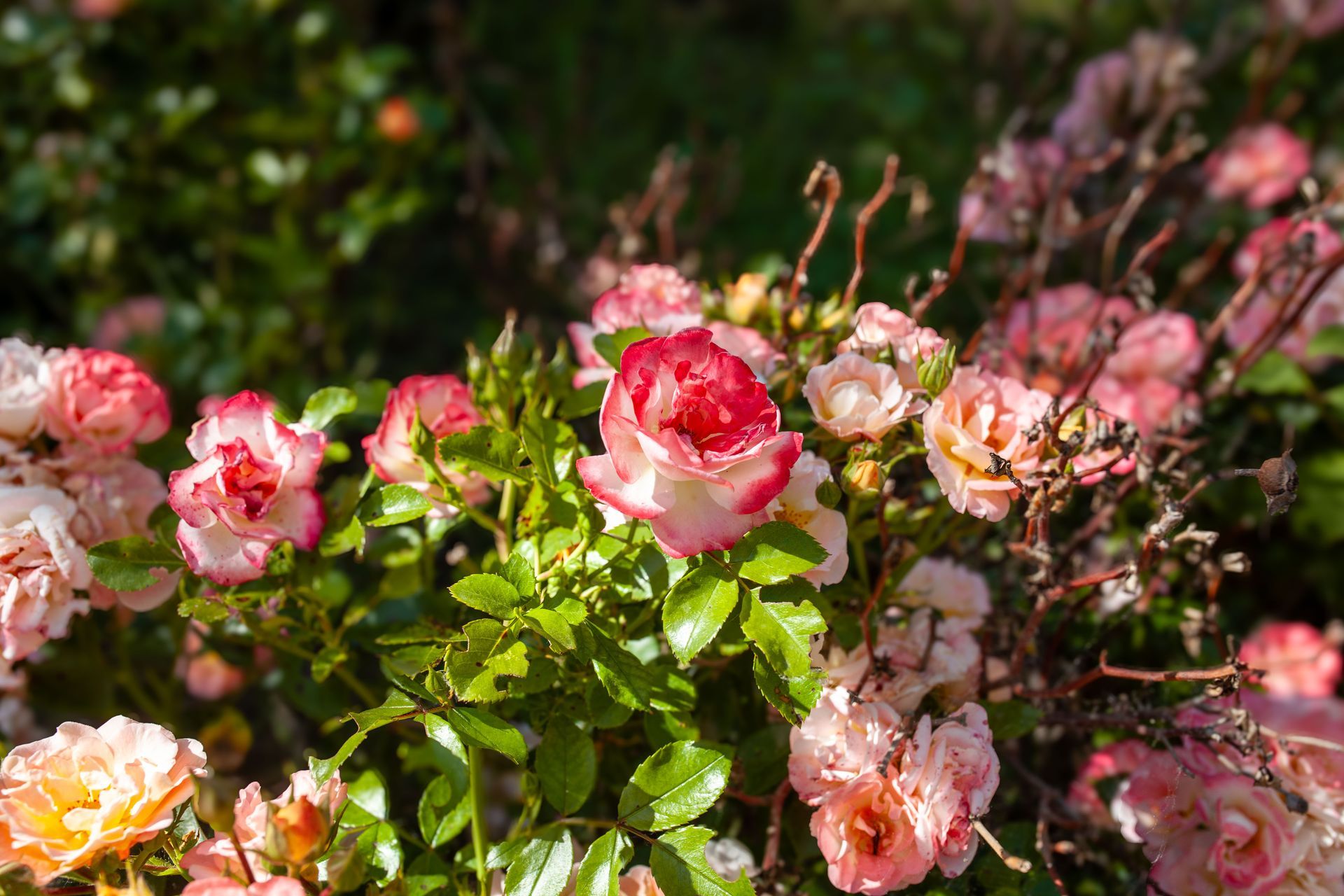 Une grande pelouse avec un belvédère au milieu