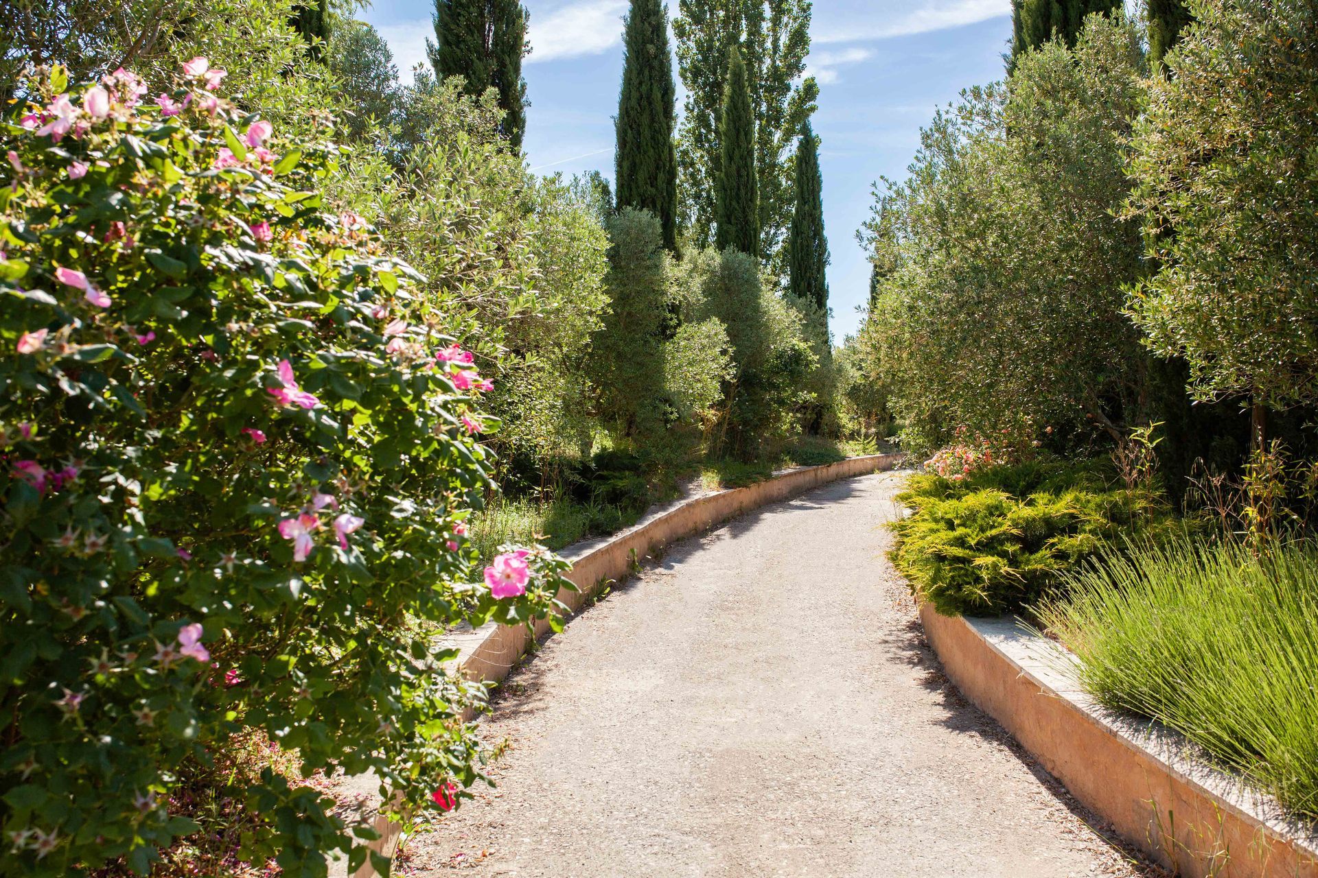 Un chemin de gravier serpente à travers un jardin avec des oliviers, des rosiers roses et de grands cyprès sous un ciel bleu.