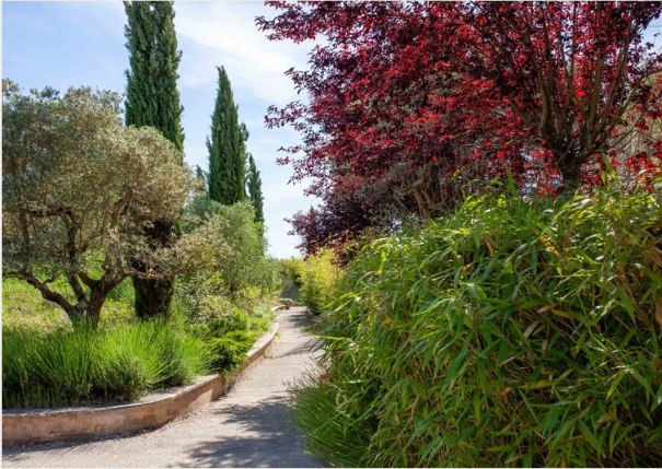 Chemin bordé d'oliviers, d'arbres à feuilles rouges et de bambous verts, sous un ciel bleu.