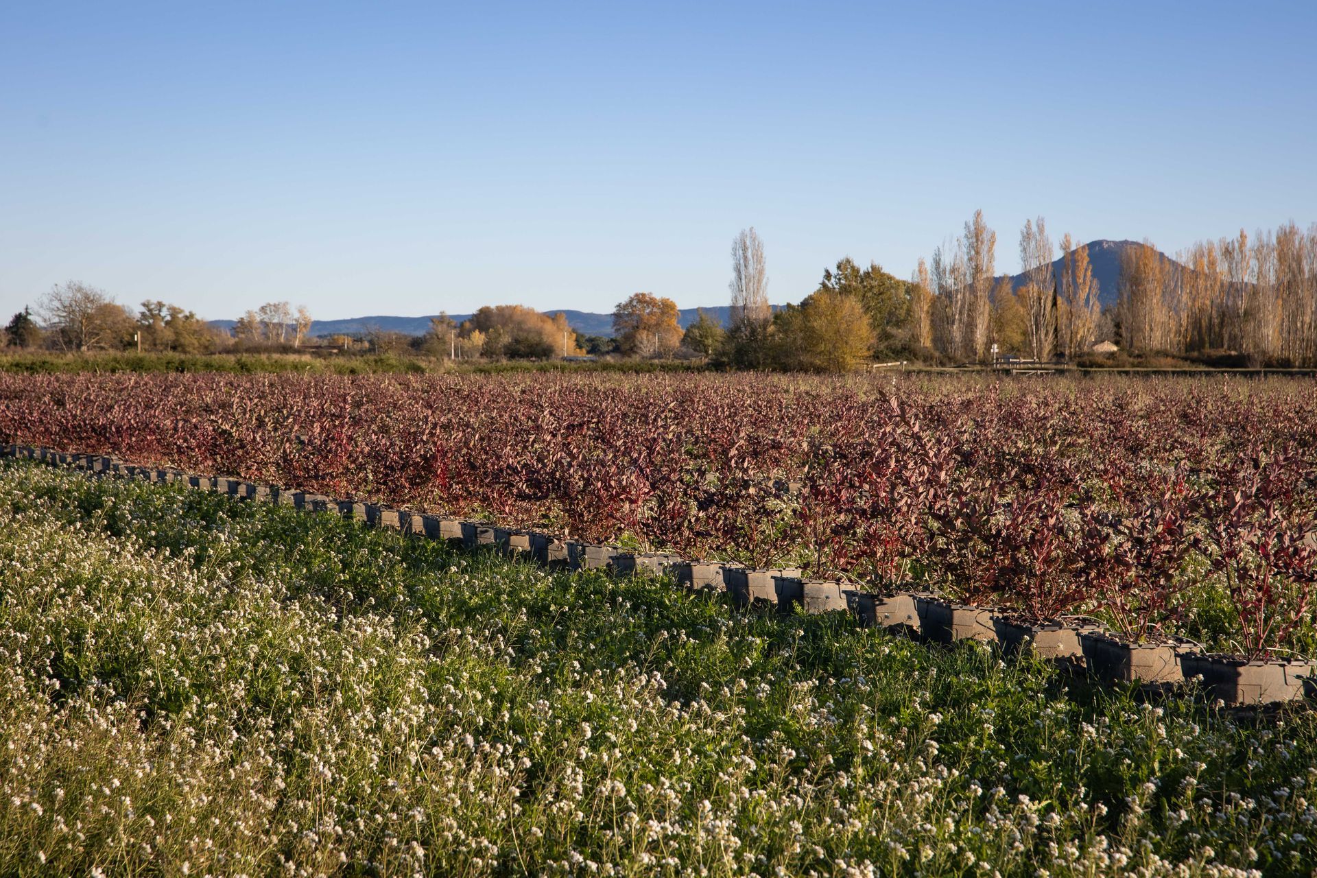 Un champ de fleurs et de plantes avec une montagne en arrière-plan.
