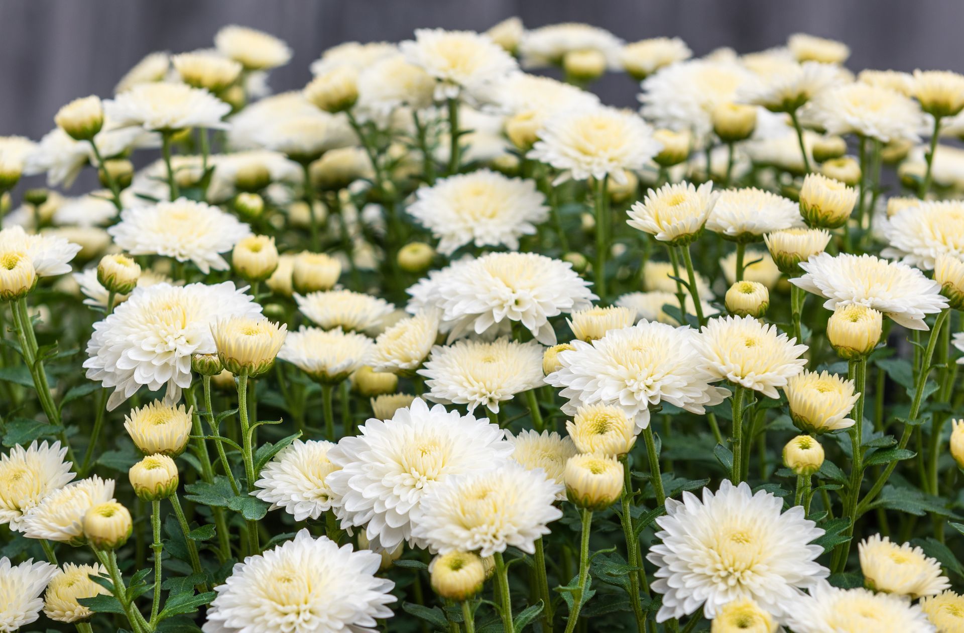 Gros bouquet de fleurs blanches