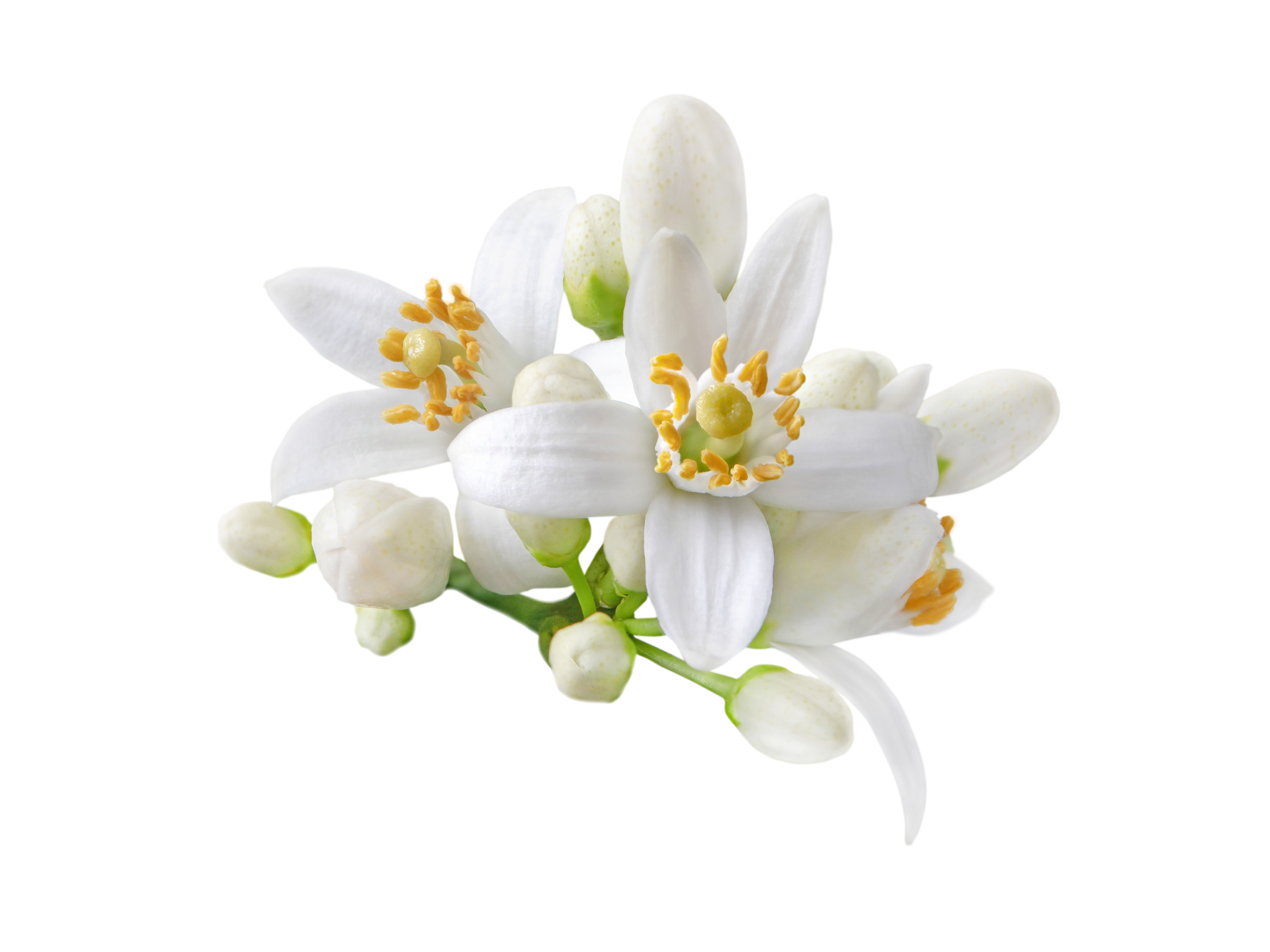 Fleurs blanches