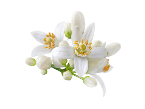Fleurs blanches