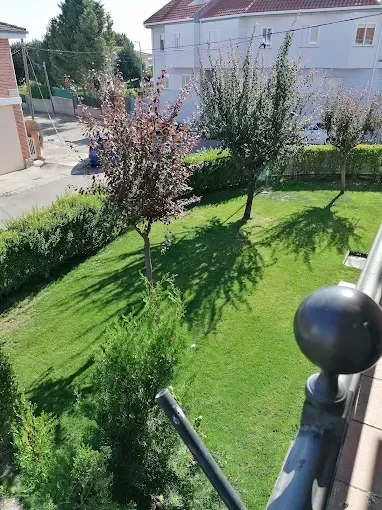Jardín delantero soleado con césped verde, dos árboles pequeños y una casa blanca al fondo.