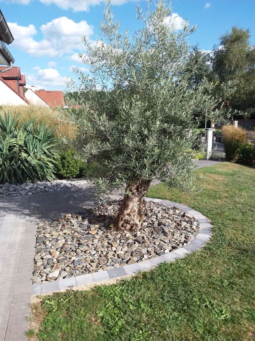 Petit arbre dans un parterre de pierres circulaire sur une pelouse devant la maison, sous un ciel ensoleillé.