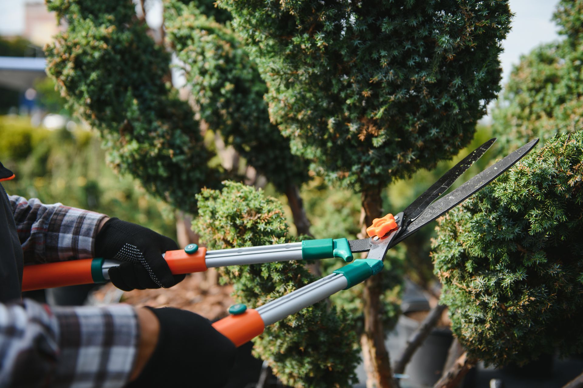 Une personne utilise un taille-haie pour tailler un arbre bien taillé dans un jardin ensoleillé.