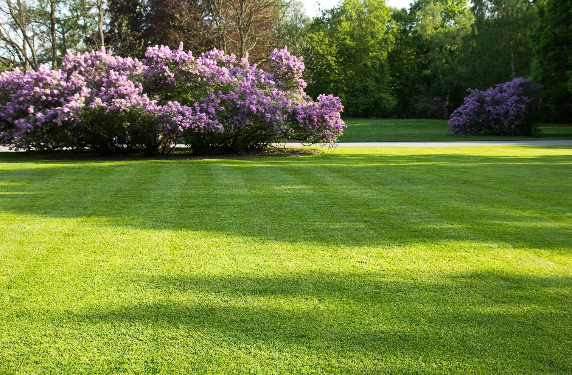 Pelouse ensoleillée d'un parc avec des arbustes violets en fleurs et de grands arbres verts en arrière-plan.