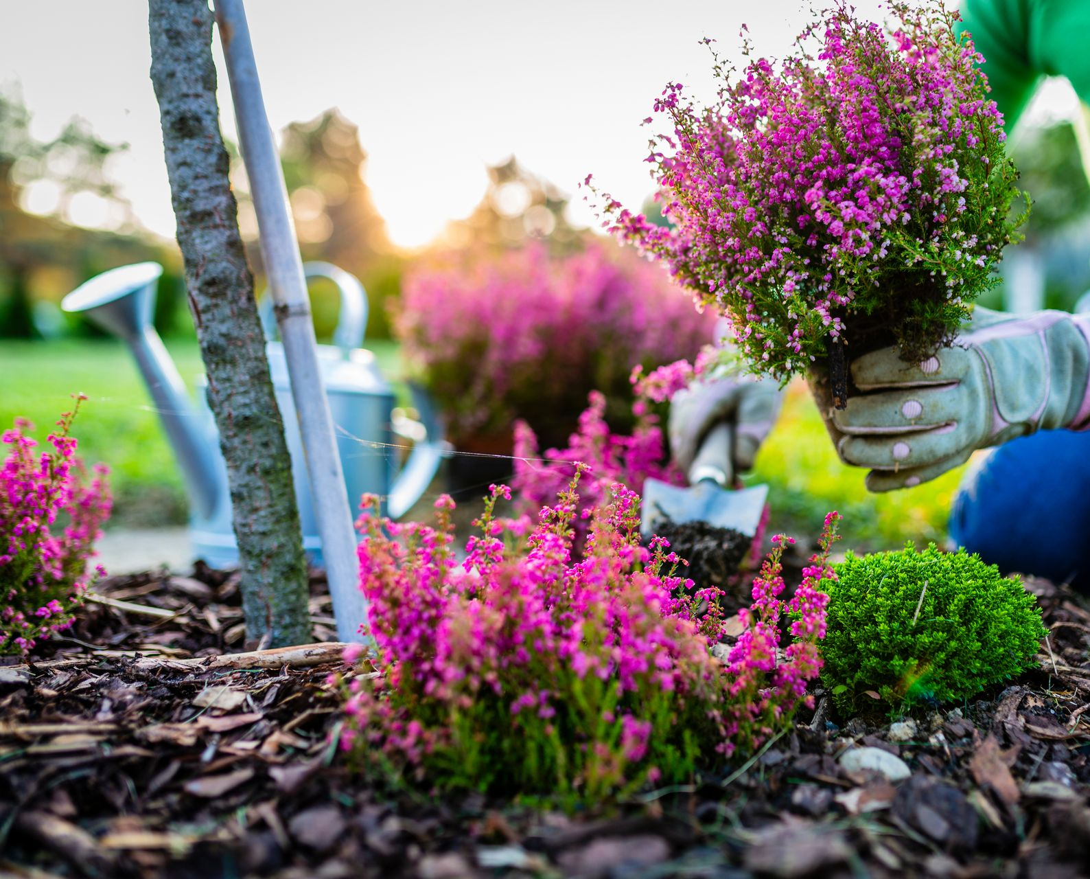 Jardinier plantant des fleurs rose vif dans un parterre ensoleillé, avec du paillis et des outils.