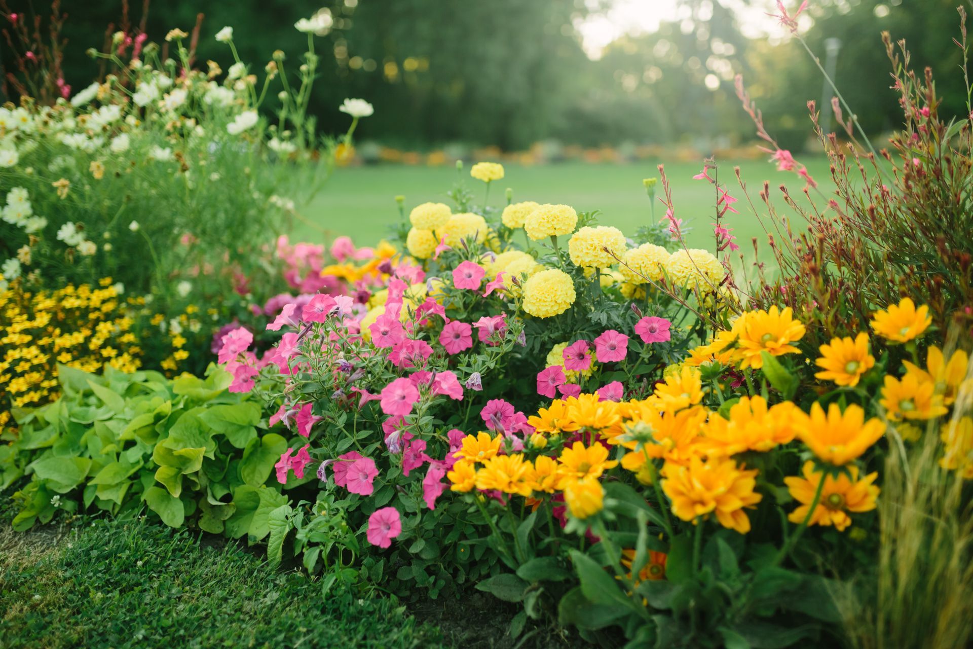 Des fleurs roses, jaunes et oranges éclatantes s'épanouissent dans un parterre ensoleillé au feuillage vert.