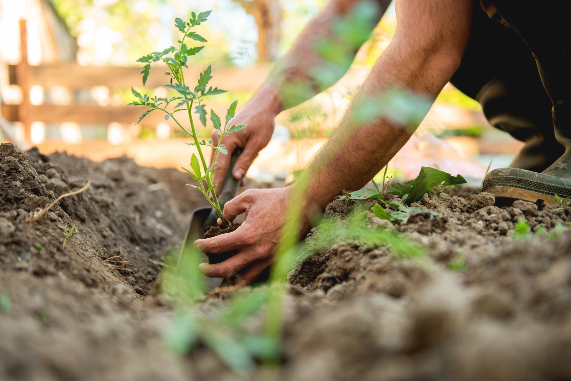 Des mains plantent un jeune arbre vert dans un parterre de jardin rempli de terre.