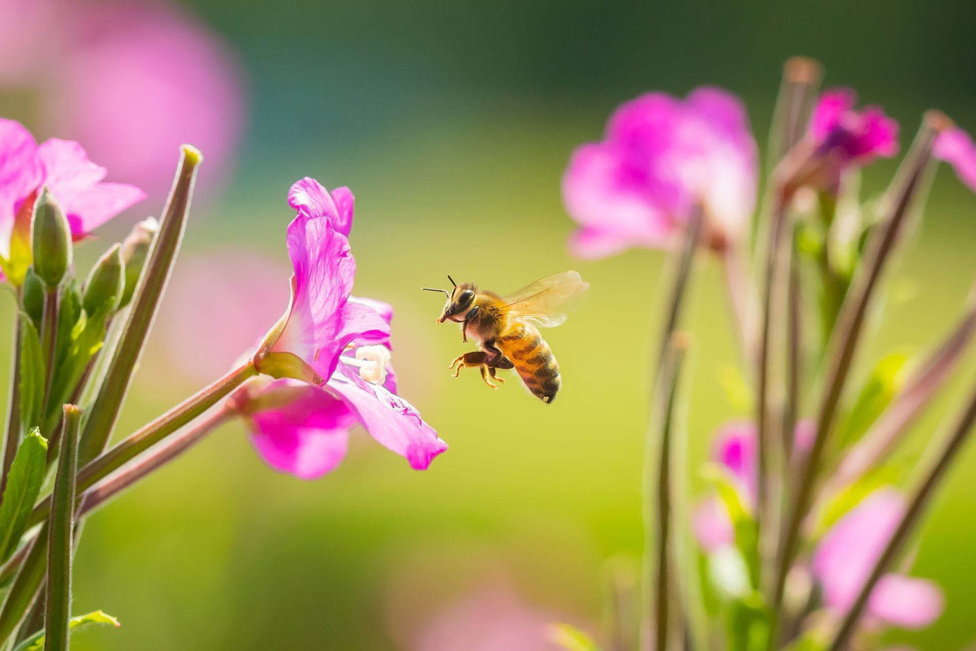 Abeille butinant des fleurs sauvages roses dans une prairie ensoleillée.