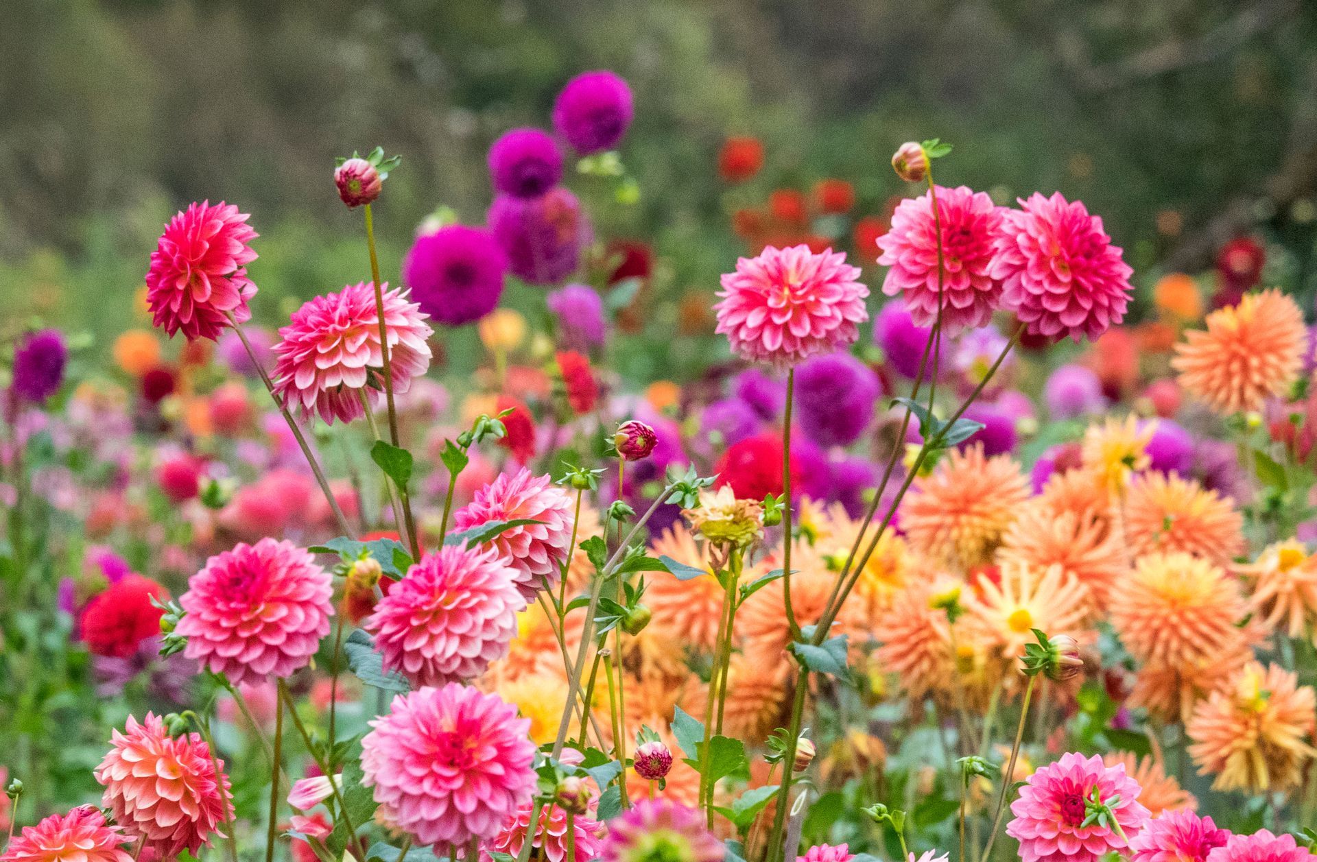 Des fleurs roses et orange s'épanouissent dans un jardin coloré.