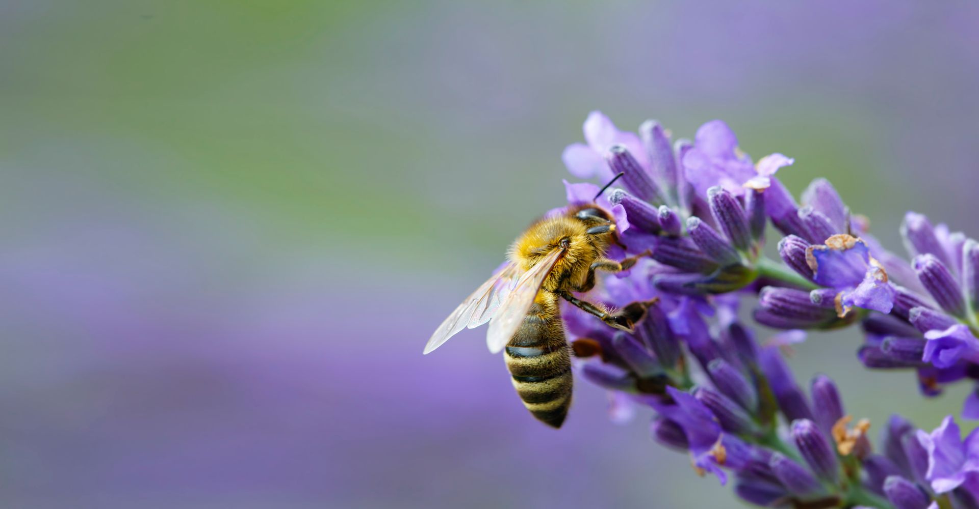 Abeille butinant des fleurs de lavande violettes sur un fond flou et doux.